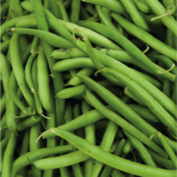 Omaxe France Beans-Selection seeds